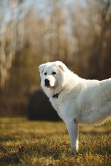 A maremma sheepdog on a small farm in Ontario, Canada.