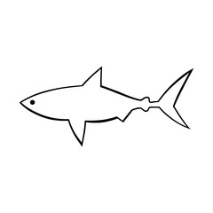 shark isolated on white