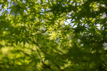 Obraz premium 新緑の葉