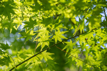 新緑の葉