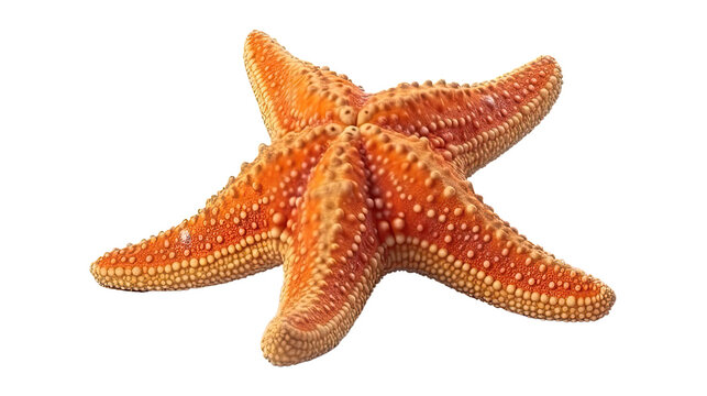 Starfish isolated on transparent background created with generative AI technology