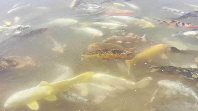 Peces en un humedal de un clima mediterr&aacute;neo