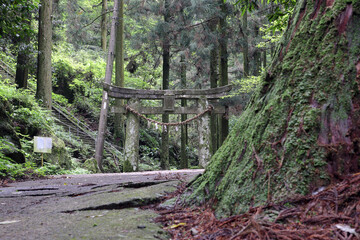 岩戸神社の境内の鳥居と参道