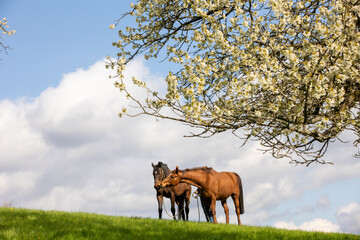 Pferdeliebe unter blühendem Kirschbaum
