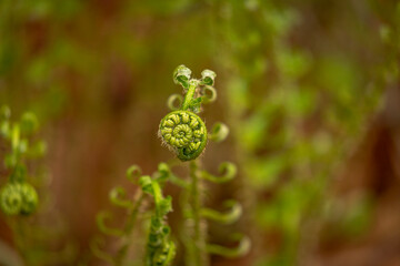 Fiddleheads before they unfurl to become lucious woodland ferns