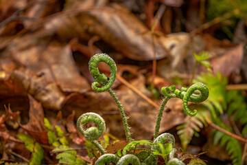 Fototapeta premium Fiddleheads before they unfurl to become lucious woodland ferns