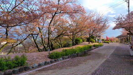 尾道千光寺公園（桜散る）2