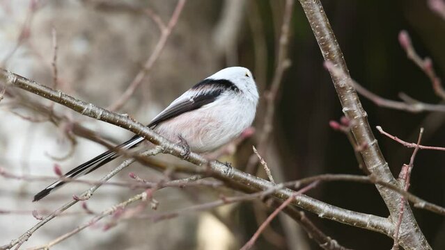 Long-tailed tit standing still in the middle of shrubs and flying away in Estonia, Northern Europe	