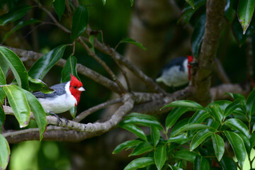 Kauai Cardinal 