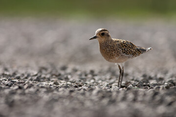 golden plover 