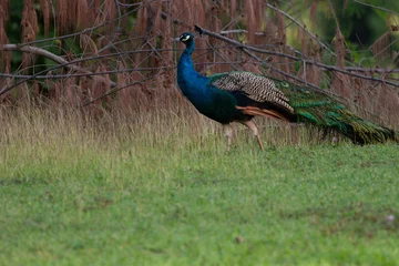 Foto op Plexiglas peacock in the park © Robert
