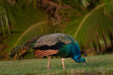 peacock in the park