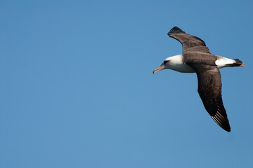 Albatross in Kauai