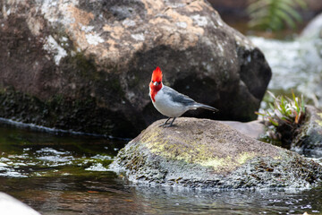 kauai cardinal 