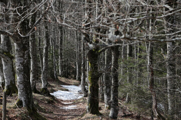 Buchenwald im Schwarzwald, Schauinsland bei Hofsgrund