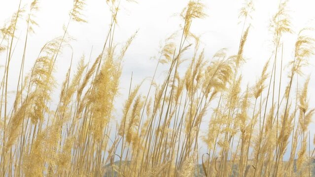Selective soft focus of dry grass reeds stalks at sunset light