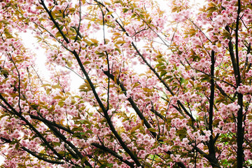 Cherry blossom background. Pink color flower flakes. Outdoor tree background. Warm color floral texture. Petal pattern. Rustic decoration