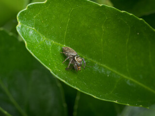 Araña saltarina alimentándose
