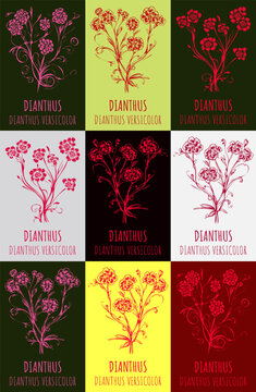 Vector illustration of field carnation. Hand drawn botanical illustration of Dianthus campestris. Generative AI.