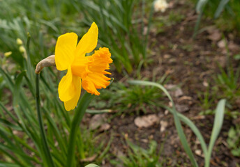 Daffodils Flowers Closeup, Yellow Narcissus, Early Spring Flowers with Selective Focus, Macro Photo Tulip Petals