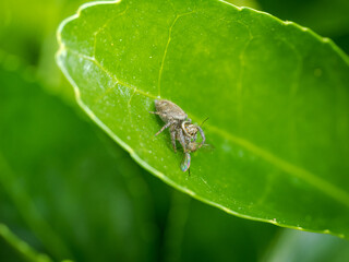 Araña saltarina comiéndose una mosca
