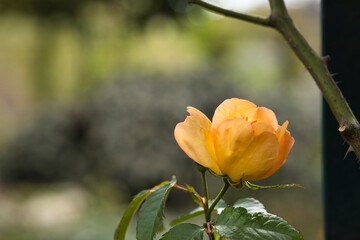 yellow rose bud