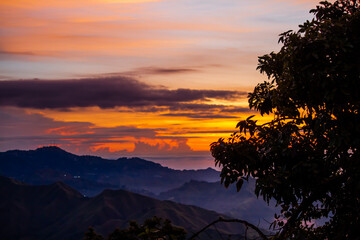 Paisaje arbol de aguacate