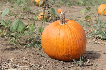 Fototapeta premium Pumpkin on a field