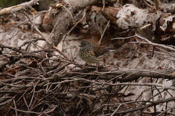 Juvenile junco