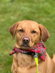 portrait of a dog