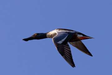 Male Northern Shoveler in beautiful light, seen in the wild in North California