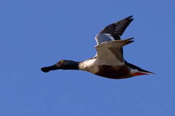 Male Northern Shoveler in beautiful light, seen in the wild in North California