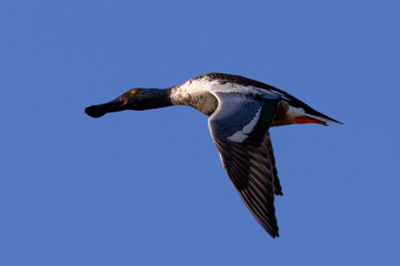 Male Northern Shoveler in beautiful light, seen in the wild in North California