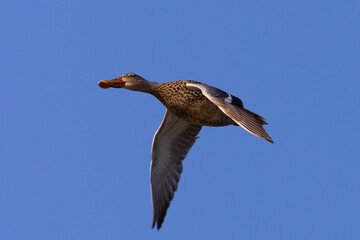 Female Northern Shoveler in beautiful light, seen in the wild in North California