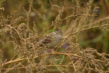 Golden-crowned Sparrow perched within foliage