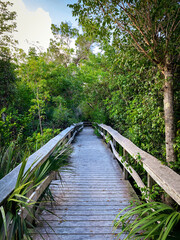 Mahogany Hammock Trail Boardwalk, Everglades National Park, Florida, USA.
