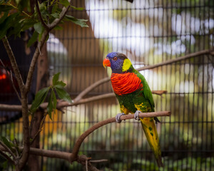 Beautiful and Colorful Rainbow lorikeet