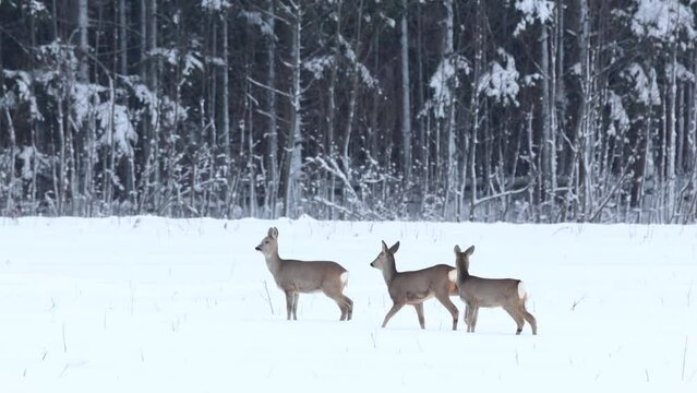 Group of alert Roe deer listening on a snowy field during wintry day in Estonia, Northern Europe