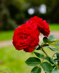 "The charm of flowers: a red rose in your garden"