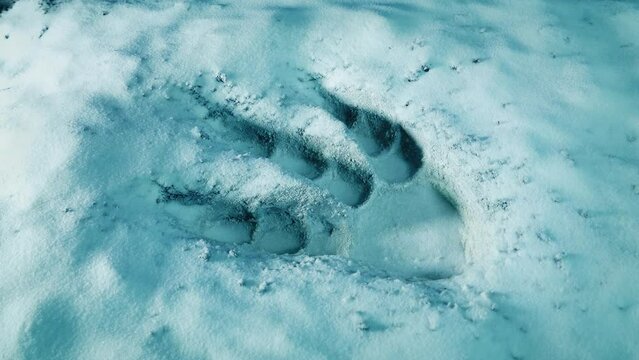 Creature Footprint In The Snow
