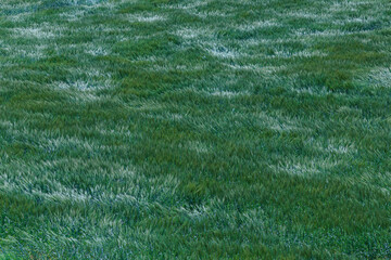 強い風に靡く麦の穂