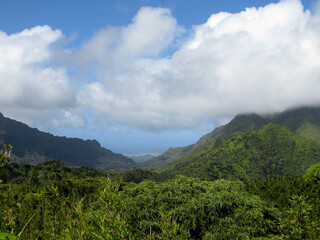 Dense green forest with tall trees and foliage