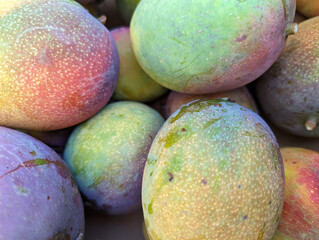 Heap of Hayden mangoes in assorted sizes