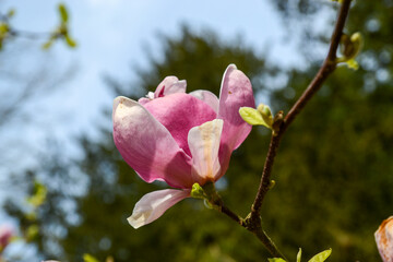 Magnolia soulangeana, magnolia
pośrednia, Rustica Rubra
