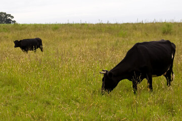 Serene Pastoral Scene: Cows Grazing in a Lush Meadow