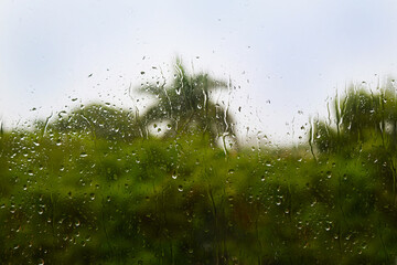 Raindrops on wet glass. View from the window. Gray blue dramatic sky. Water. Drops. Rain. Palm tree and green foliage of trees. Rainy day. Tropics. - Powered by Adobe