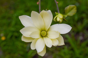 Magnolia, Gold Star