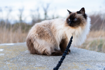 balinese cat on leash