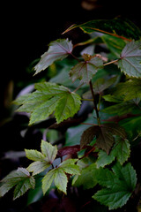Flower leaves on a nature dark background.