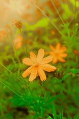 Beautiful yellow Chrysanthemum flower in the garden,  nature background.
